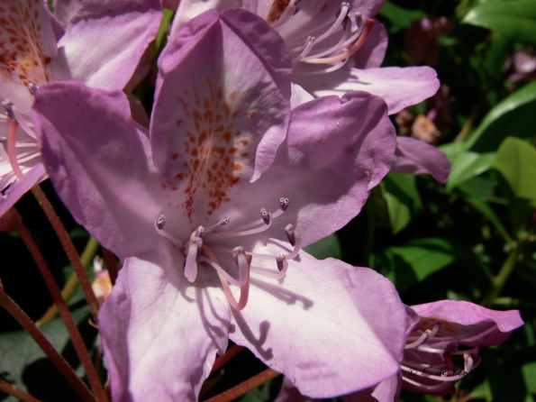 Bois des Moutiers (17) Summer 2012